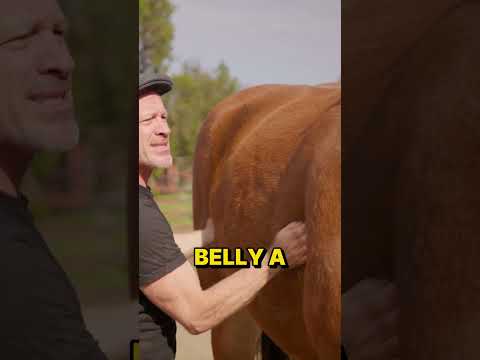 MASSIVE HORSE needs Massive Chiropractic Adjustments ~ Also Who Doesn't Enjoy A Good Belly Rub! 🤣🥰