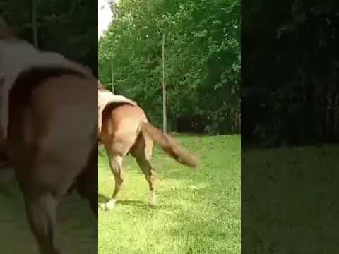 ¿Quien se le anima a subirlo? Salio bien enojado