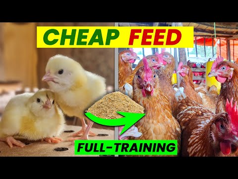 Make Your OWN Chicken Feed Easily | Animal Care FULL TRAINING