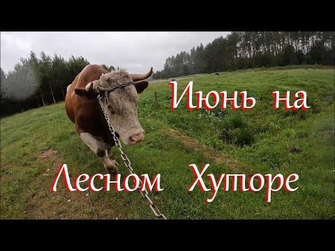 Пополнение на птичьем дворе. Наконец дожди. Жизнь на Лесном Хуторе.