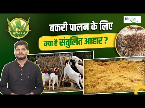 बकरी पालन में कैसे करें संतुलित आहार का चुनाव? Feeding Management of Goats | Bakari Palan