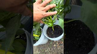 My favorite place #garden #thankyou #subscribe #gardening #support #plants #pepper #viralshorts