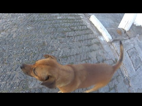 Dei ração pra esse cachorro de rua e olha o que ele fez