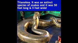 #shorts Amazing Extinct species of Animals!#shorts#Amazinganimalfacts#animalfacts#animalwisdom