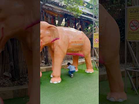 น้องกูเกิ้ลลอดท้องช้าง #elephant #เด็กน่ารัก #น้องกูเกิ้ลfamily #cute #baby