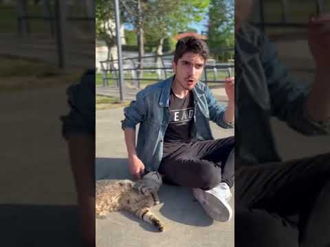Umut Can Şahin Konuşan Kedi TikTok Videoları #shorts #umutcansahin