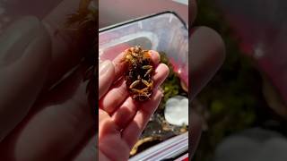 simply an exoskeleton after evolving! #evolution #insects #bugs #pokemon #nacfamily #rock_n_insectes