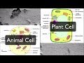Exploring Plant and Animal Cell Organelles