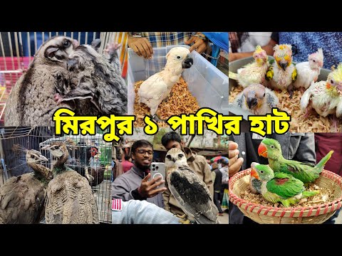 ২১ ফেব্রুয়ারি মিরপুর ১ পাখির হাট_টিয়া পাখির বাচ্চা,ম্যাকাও, ময়ূর,বাজ পাখি_Mirpur 1 pakhir Haat