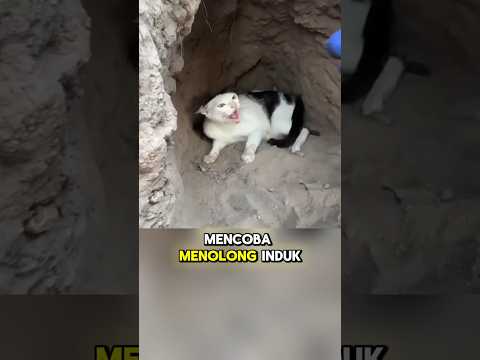 Menyelamatkan kucing kelaparan #shorts #kucing