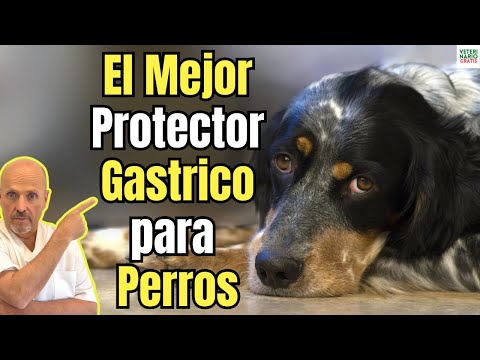 💝 ESTE ES EL MEJOR PROTECTOR GASTRICO PARA PERROS CON GASTRITIS 💝 ⇨ SUCRALFATO