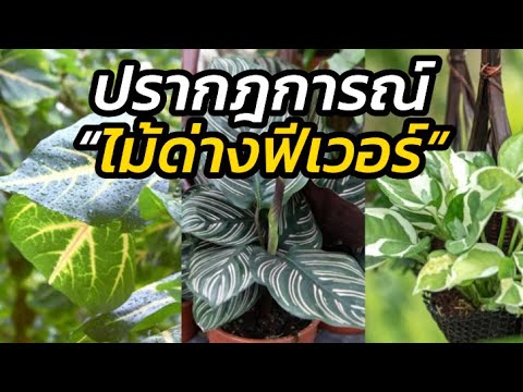 ปรากฎการณ์-“ไม้ด่างฟีเวอร์”-“ก