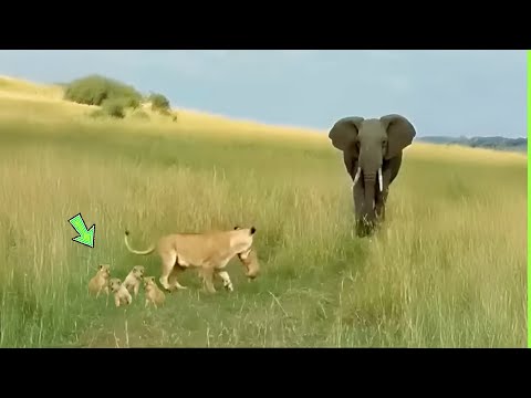 INACREDITÁVEL LEOA SALVA FILHOTES DE ELEFANTE