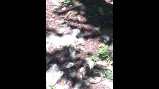 Rattlesnake