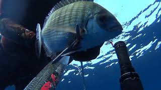 PESCI di GIUGNO  - Pesca in apnea - Pescasub - Spearfishing - Pesca submarina . Chasse sousmarine