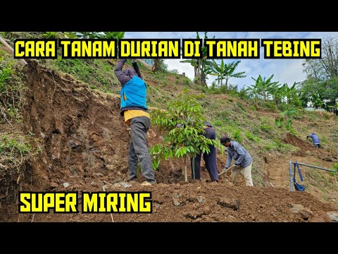 🟠🟢CARA TANAM DURIAN DI TEBING SUPER MIRING🌳🌳
