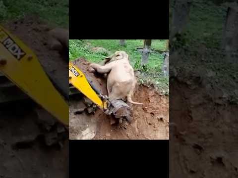 How an elephant thanks his rescuer
