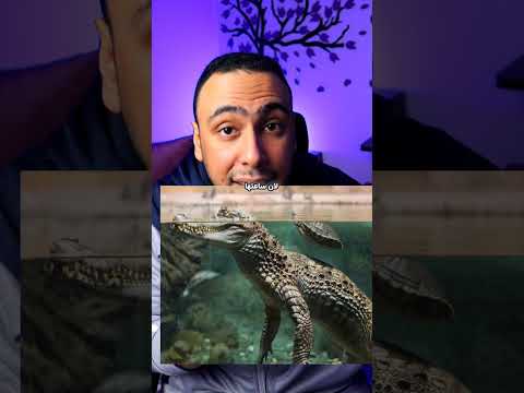 مخلوق مرعب في المياة المجمدة 🐊
