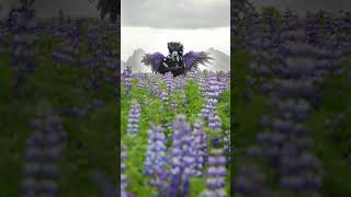 Facedown in the purple lupine