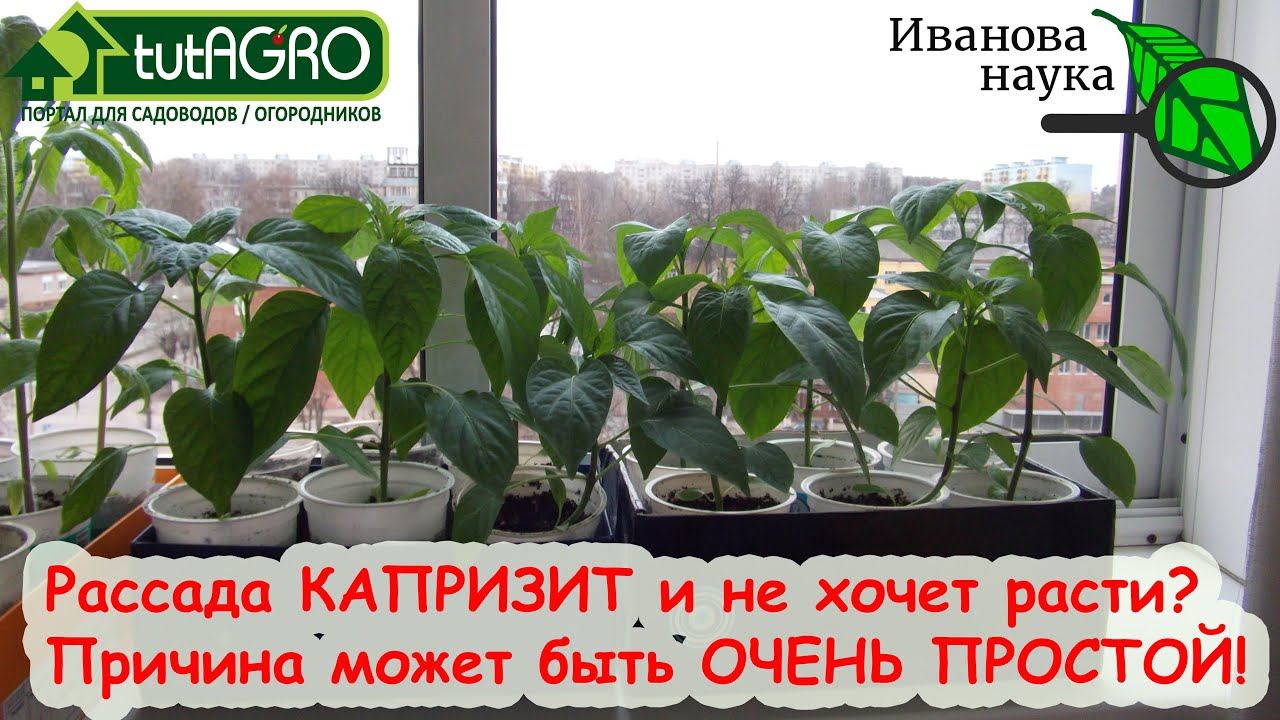 Все сделал для рассады, а она, зараза, не растет! вот в чем может быть причина!