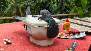 Pigeon treatment 😁 
