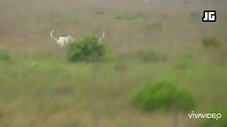 Galgos Vs Liebres