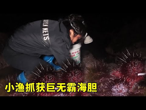 小漁無人島趕海，突然遇見「巨無霸」海膽，一桶直接賣出200多元，直呼賺錢！ 【漁小仙】