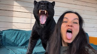 Sleepy panther Luna and Venza / Who should wake whom up in the morning? 🤔 (ENG SUB)
