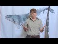 Baleen Whales and Their Characteristics