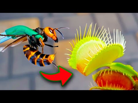 É Incrível Como Uma Planta Carnívora Devora uma Vespa !!