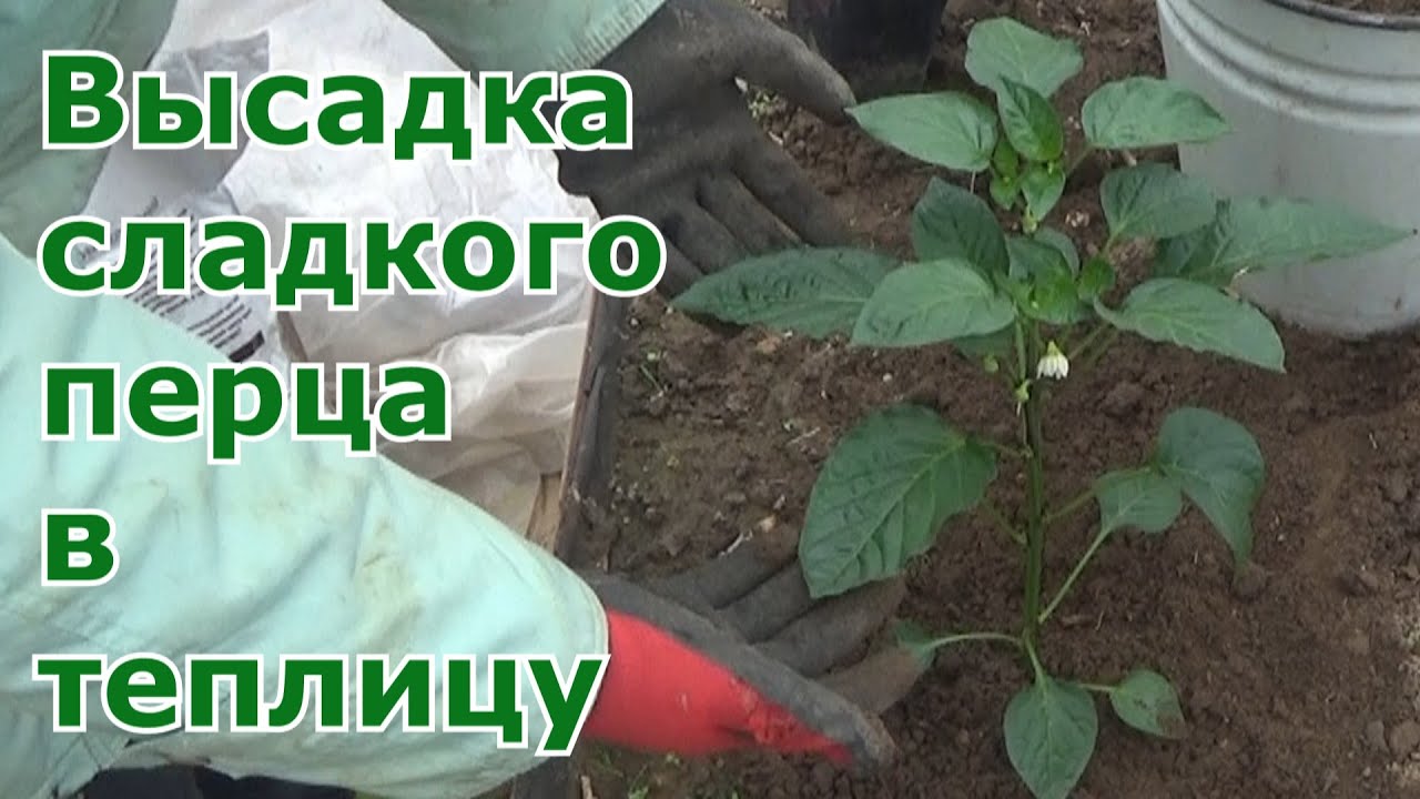 Высадка рассады сладкого перца в поликарбонатную теплицу. Пять разных сортов и гибридов