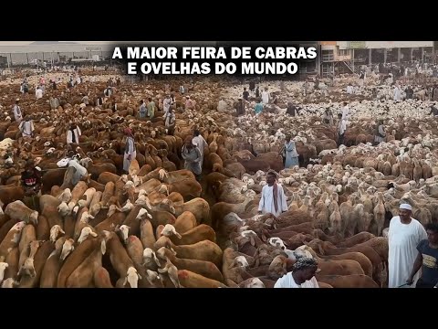 ESSA É A MAIOR FEIRA DE CABRAS E OVELHAS DO MUNDO