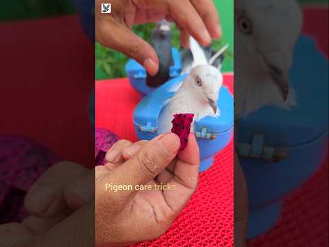 kabootar ki natural ilaj #pigeon #pets #kabutar #shorts