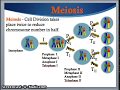 Meiosis and Genetic Variation Concepts