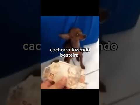 animais muito fofos 🐾❤️‍🩹