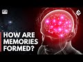 Brain Functions and Memory Processes