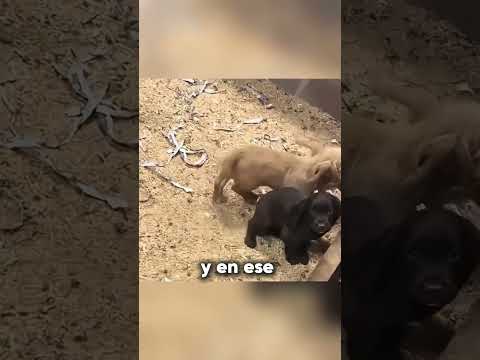 No lo elegiste tú… él te eligió a ti