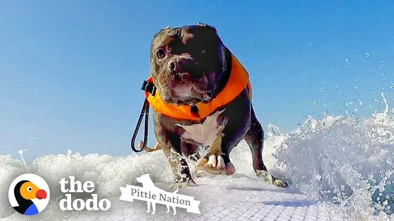Deaf Pittie Rescued From Dogfighting Becomes Obsessed With Surfing Pittie Nation