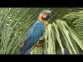Wild Macaws and Poaching Threats