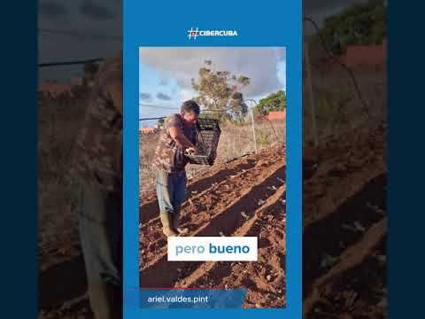 Campesino cubano prospera en España con su negocio de caña de azúcar