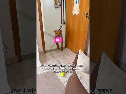 O BARULHO DEFINITIVAMENTE NÃO INCOMODA ELE 😂 #pitbull #cachorros #pets #humor #animais #rotinapet