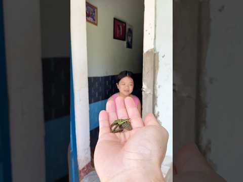 Hạt này bỏ vào nước nó tự bắn ra như pháo hoa nè con #ahorts