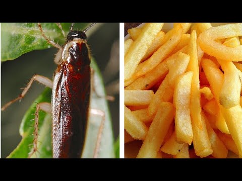 VOCÊ NUNCA MAIS COMERÁ AQUI DEPOIS DE SABER COMO ELES FAZEM ESSA COMIDA