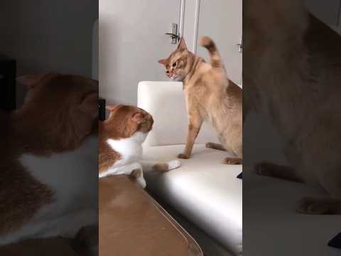 🐈🤛#Kedi fena tokatlıyo 🤣 #komik #kediler #catvideos #cutecats #funny #shorts