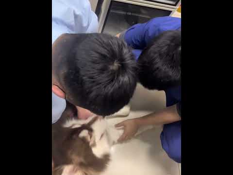 This is what dogs are most afraid of#dog#dogs#funny #fyp #funnyvideo #funnydog