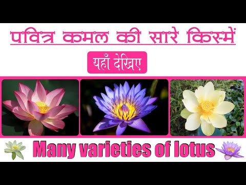 पवित्र कमल की सारे किस्में || Many varieties of lotus