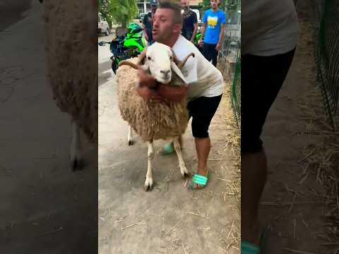 كبش العيد