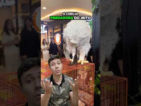 CORUJA e FILHOTE DE LONTRA - Vida Animal Comentada