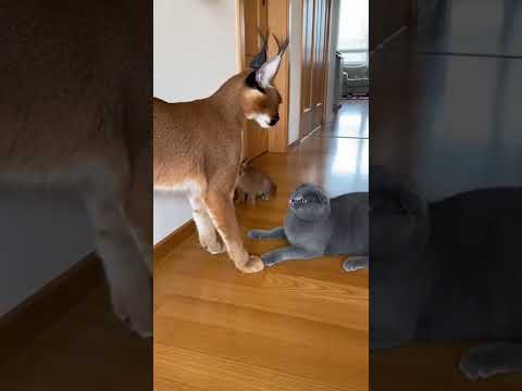 ๐ฑ๐ฑ British Shorthair Faces Caracal Wrath