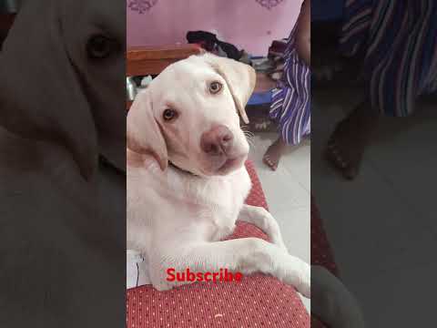 பட்டுவின் அழகிய மழலை பேச்சி எப்டி இருக்கு சொல்லுங்க #labrador #petsrule #dogowner #pets #arakkalam